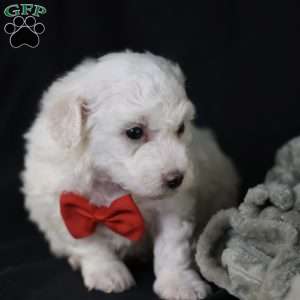 Bobby, Bichon Frise Puppy